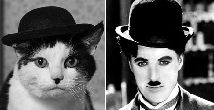 funny celebrity animal lookalike Cat looks like Charlie Chaplin