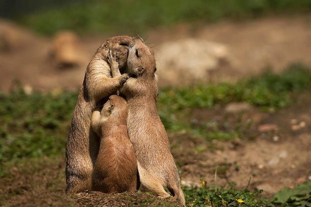 Adorable animal photos mother prairie dog and baby happy family
