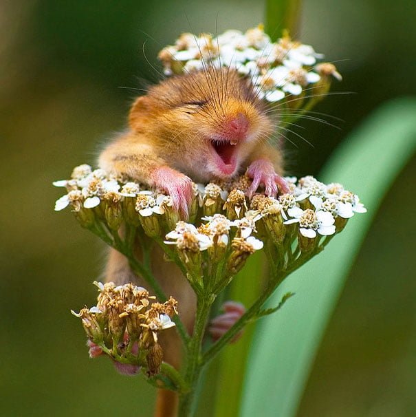 Cute Funny smiling mouse