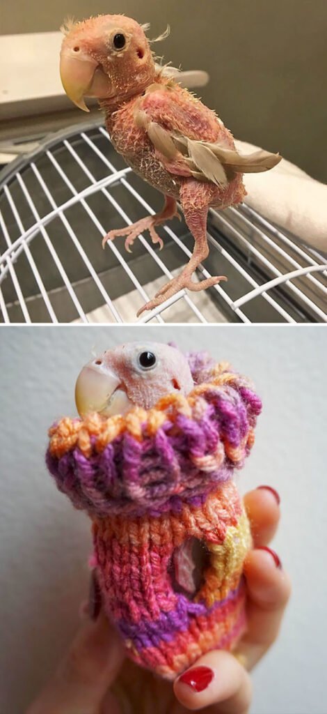 Funny Animals Wearing Knitted Outfits featherless parrot