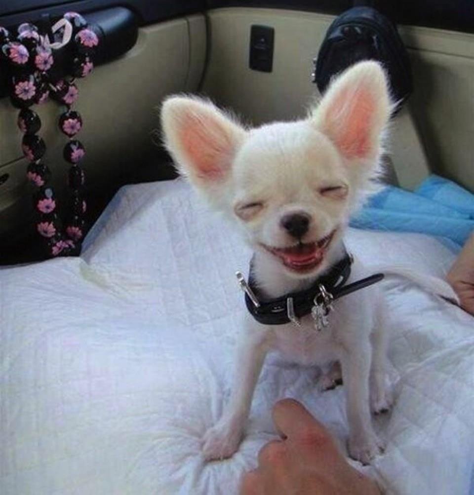 Cute Funny smiling chihuahua
