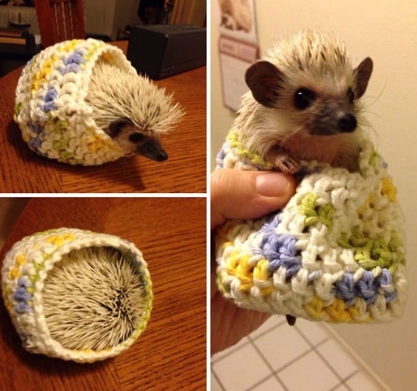 Funny Animals Wearing Knitted Outfits hedgehog