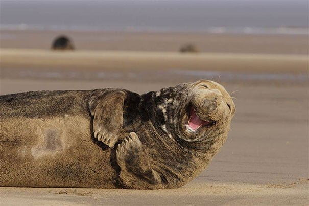 Cute Funny smiling seal