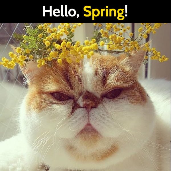 Funny Spring Meme Hello, Spring!