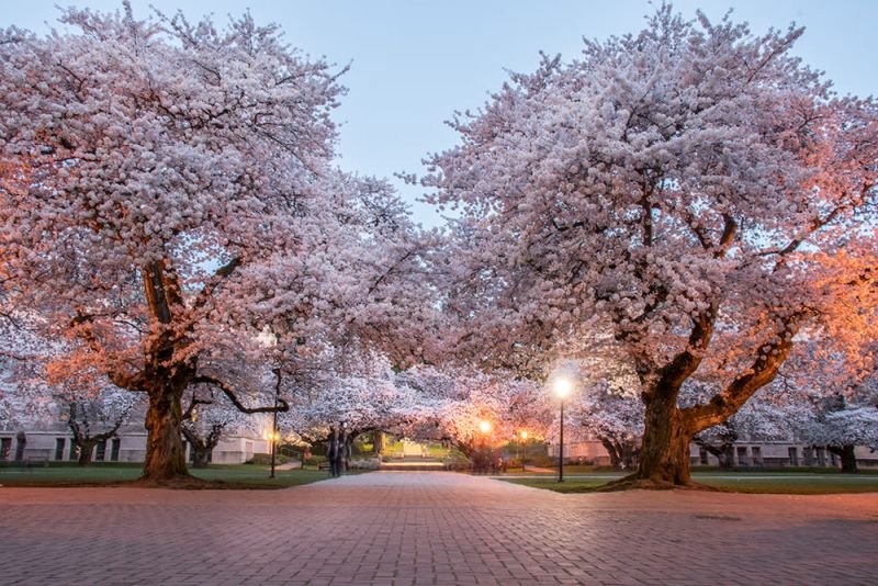 Stunning Cherry Blossom Tree