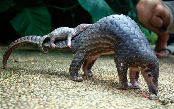 Adorable animal photos mother armadillo carries baby
