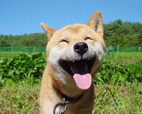 Cute Funny smiling dog