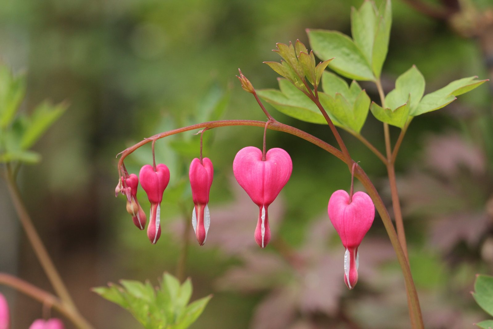 Flowers Looks Like hearts