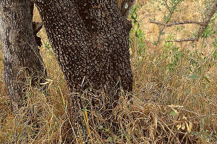 Camouflaged animals hard to see