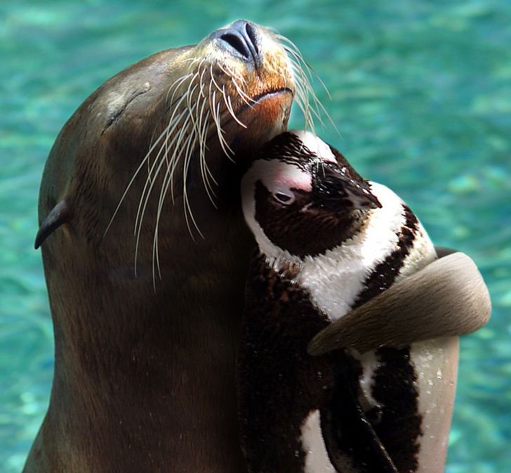 Unlikely animal friends seal and penguin