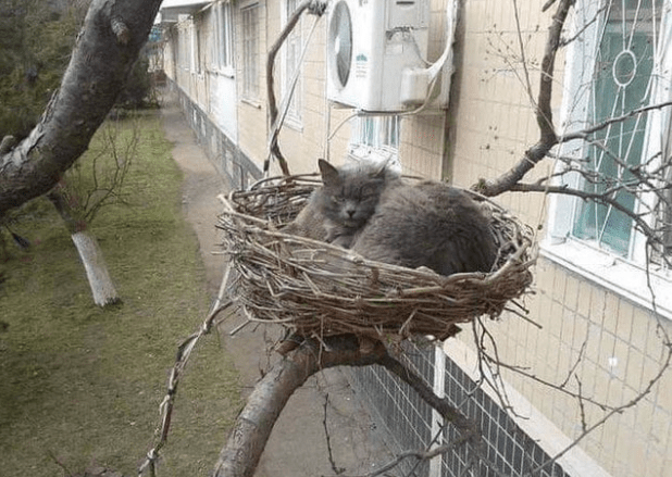Funny Cats Chill In Places They Shouldn't