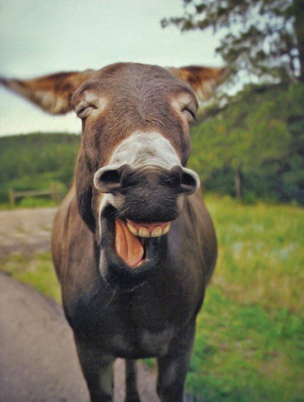 Cute Funny smiling donkey