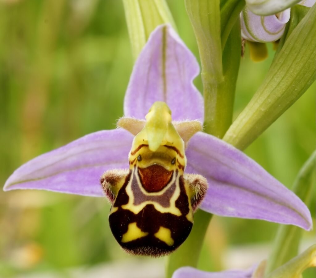 Flowers Looks Like smiling bee