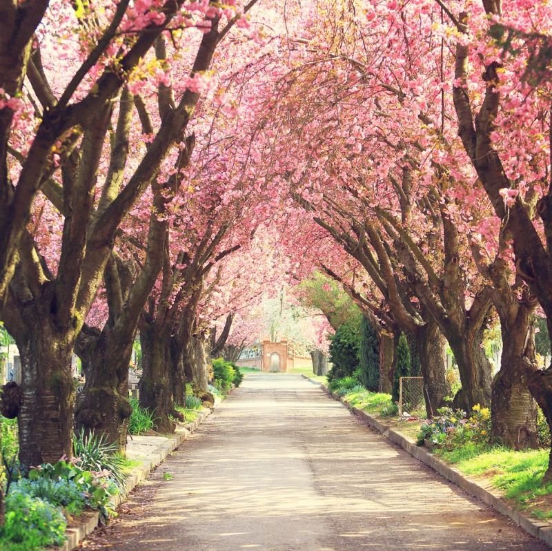 25 Stunning Photos Of Cherry Blossoms To Bring Some Spring Into Your
