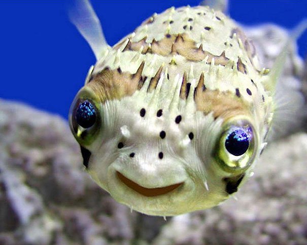 Cute Funny smiling fish