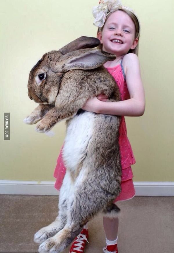 funny rabbits
