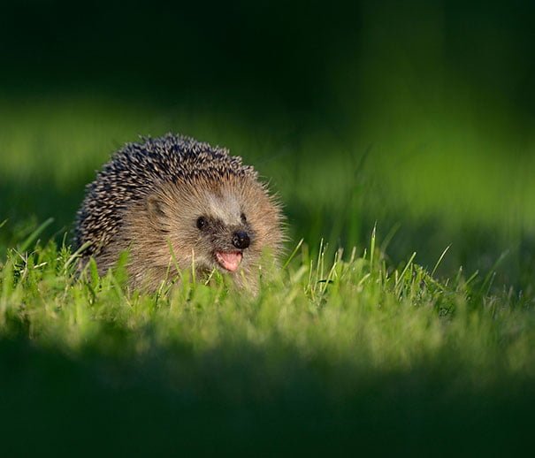 Cute Funny smiling hedgehog