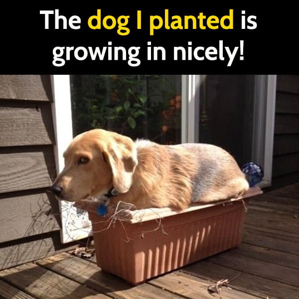Funny Spring Meme The dog I planted is growing in nicely!