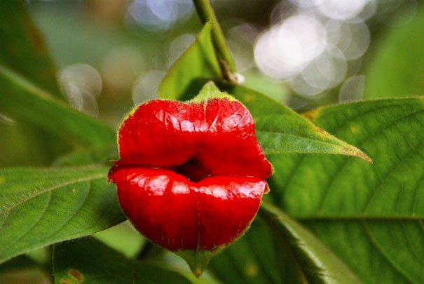 Flowers Looks Like red lips kiss