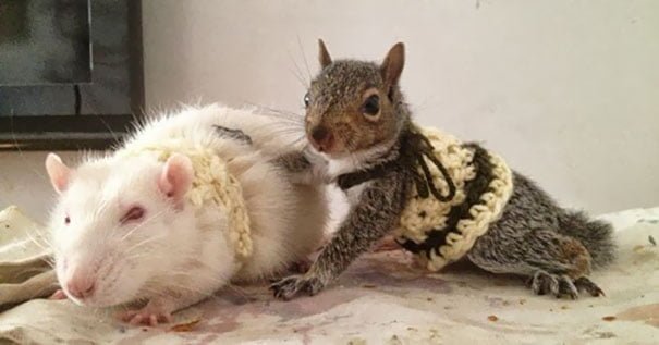 Funny Animals Wearing Knitted Outfits squirrel