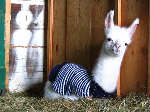 Funny Animals Wearing Knitted Outfits llama