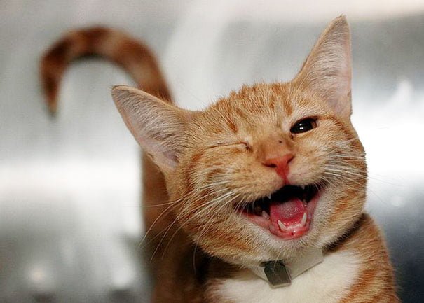 Cute Funny smiling cat