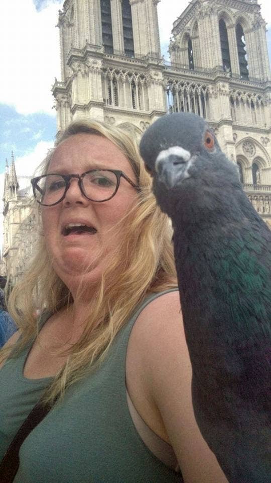 Funny Photobomb pigeon