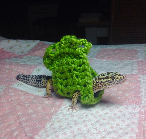 Funny Animals Wearing Knitted Outfits gecko