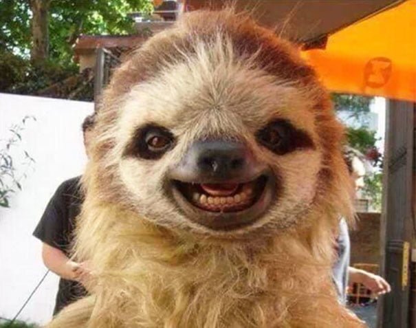 Cute Funny smiling sloth