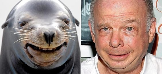 funny celebrity animal lookalike seal looks like Wallace Shawn