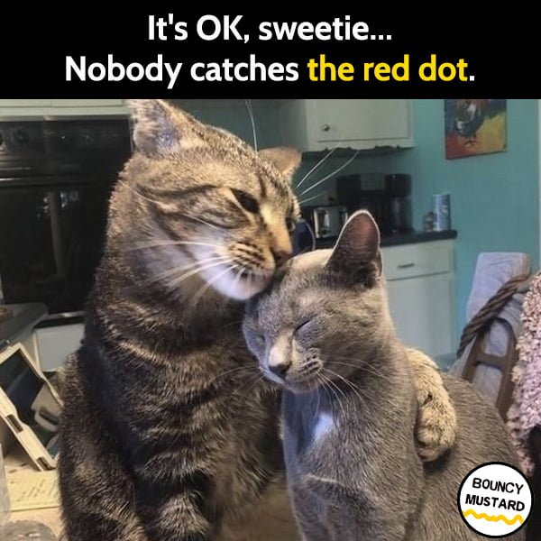 Funny meme may It's OK, sweetie. Nobody catches the red dot.