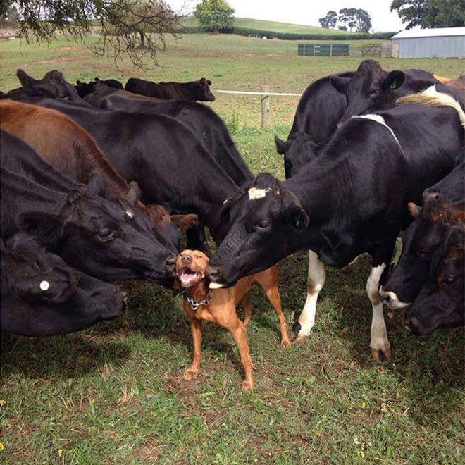 Unlikely animal friends cows and dog