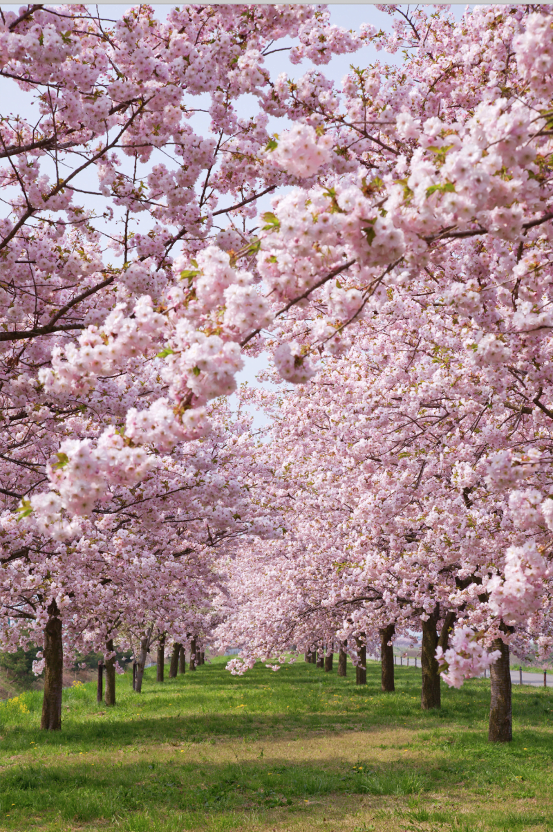 25 Stunning Photos Of Cherry Blossoms To Bring Some Spring Into Your ...