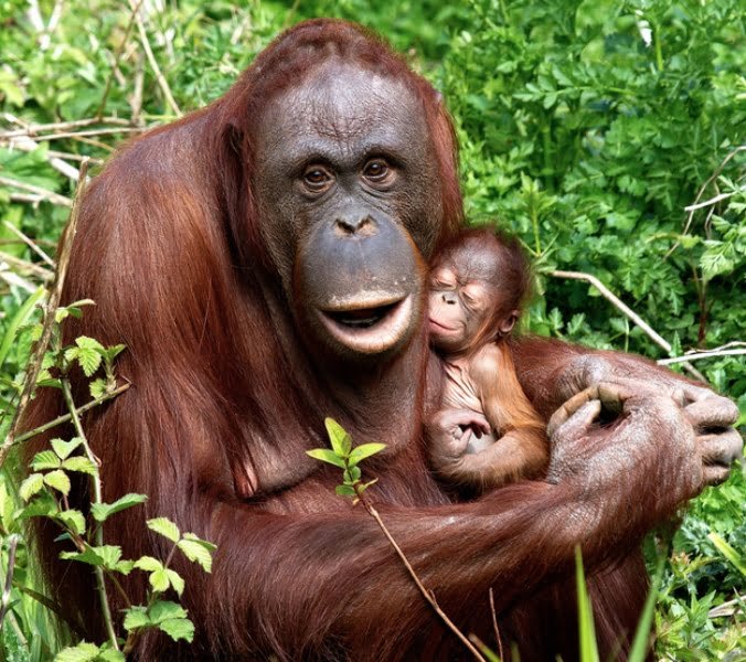 Adorable animal photos mother orangutan hold baby