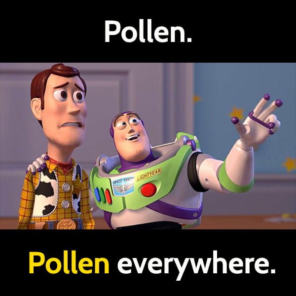 Funny Spring Meme Pollen. Pollen everywhere.