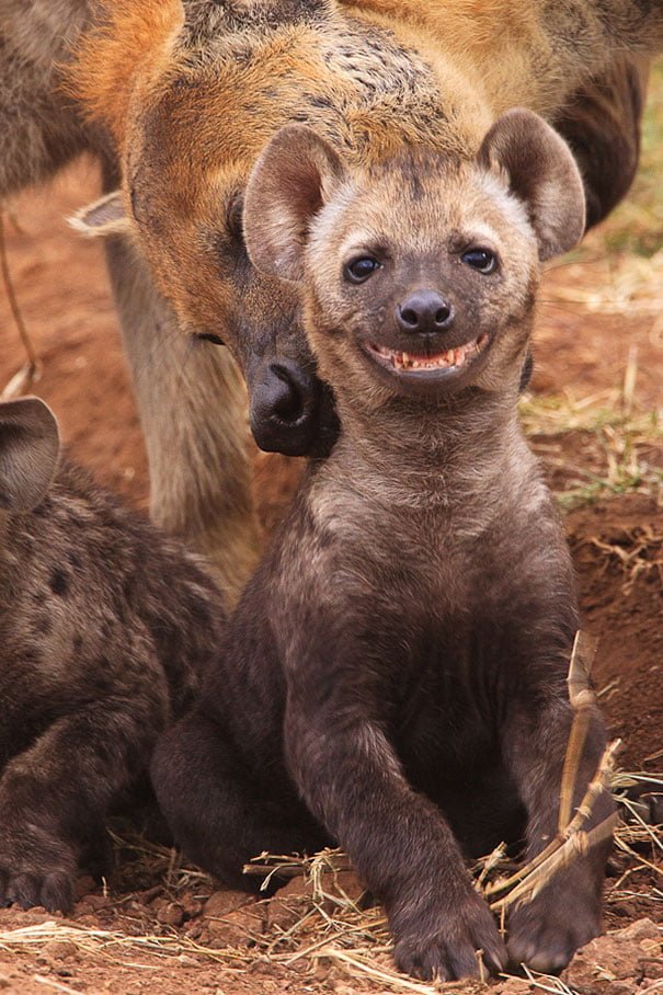 Cute Funny smiling hyena
