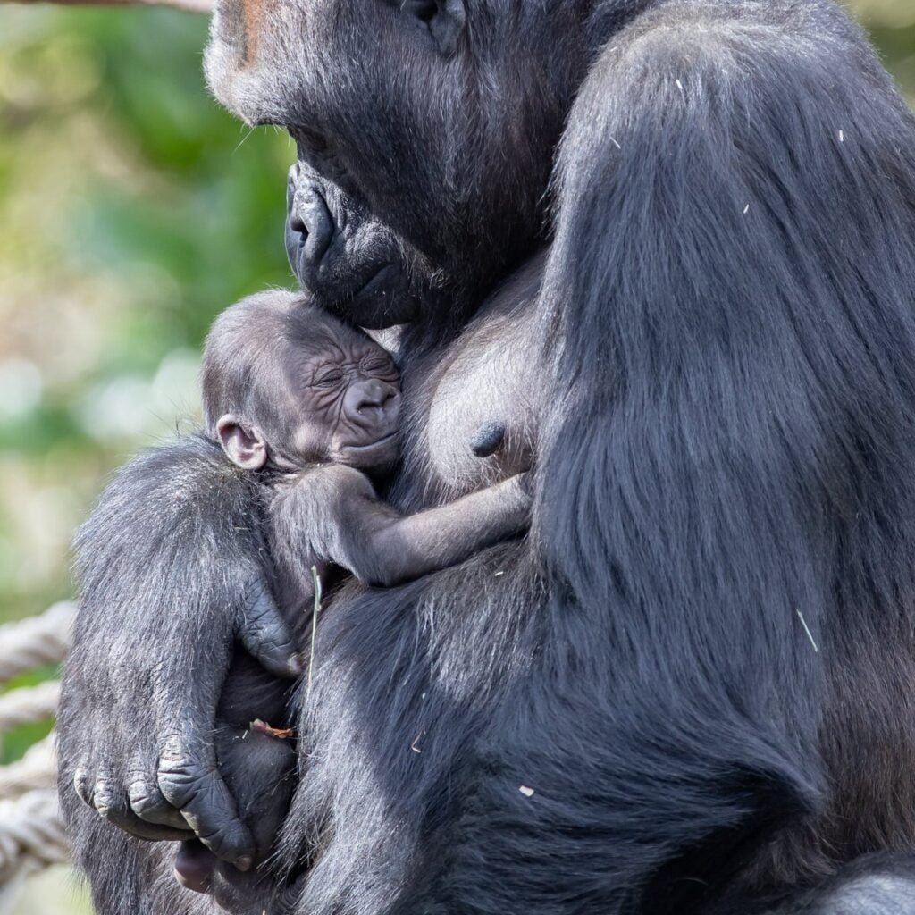 Adorable animal photos mother gorilla kisses baby