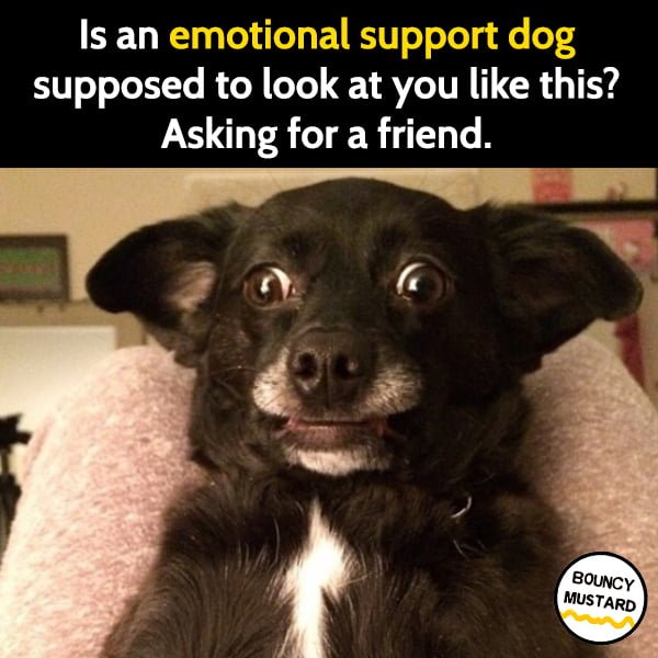 Funny meme april Is an emotional support dog supposed to look at you like this? Asking for a friend.