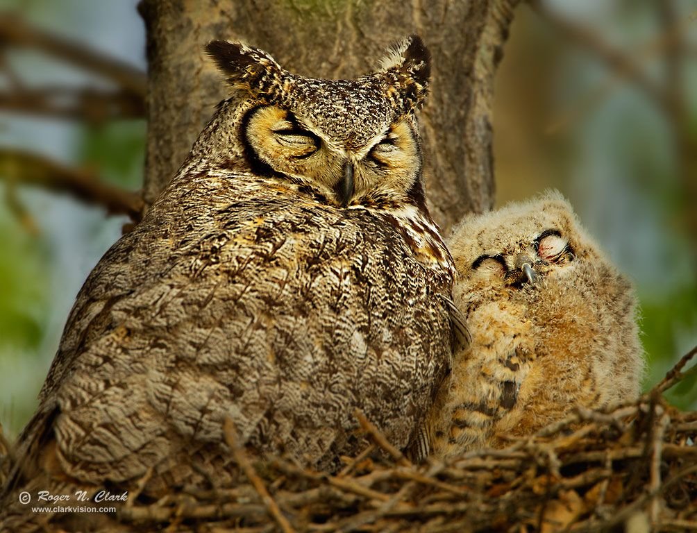 Adorable animal photos mother owl cuddling