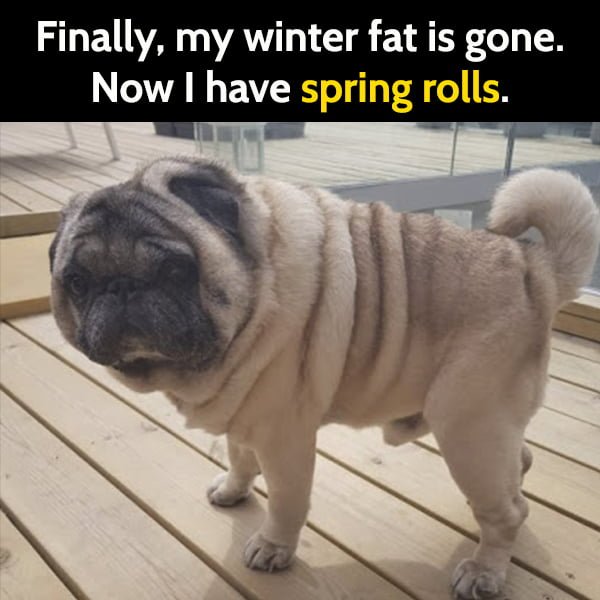 Finally, my winter fat is gone. Now I have spring rolls.
