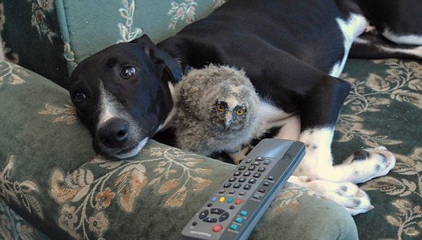 Unlikely animal friends dog and owl
