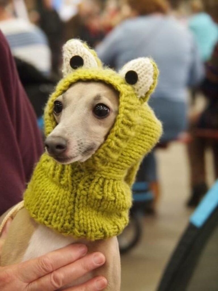 Funny Animals Wearing Knitted Outfits dog