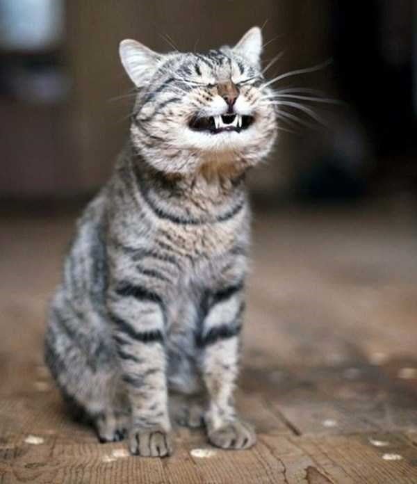 Cute Funny smiling cat