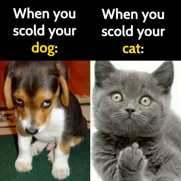 Funny meme may When a dog's been bad vs When a cat's been bad