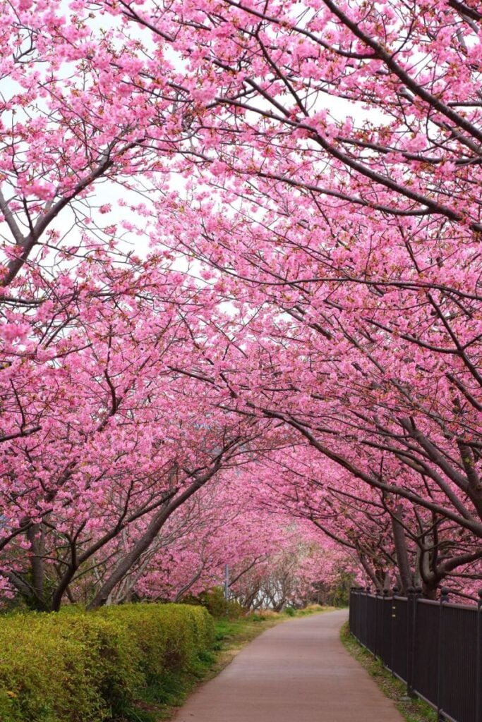 Stunning Cherry Blossom Tree