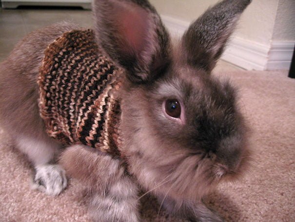 Funny Animals Wearing Knitted Outfits rabbit
