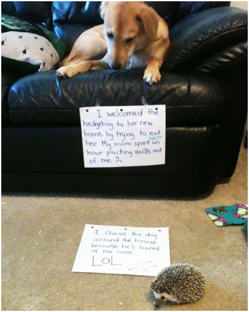 Funny owners shame their pets online