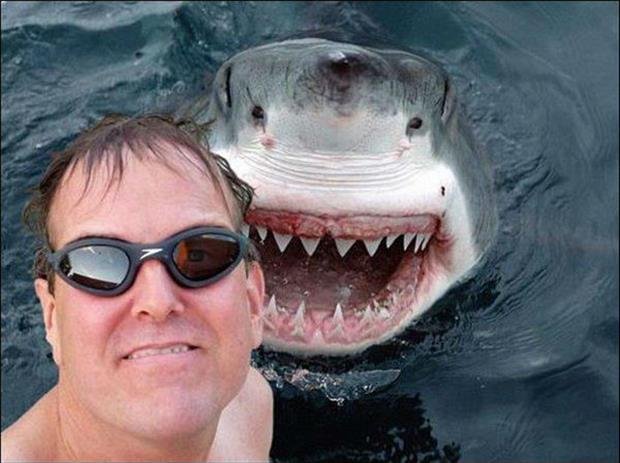 Funny Photobomb Shark