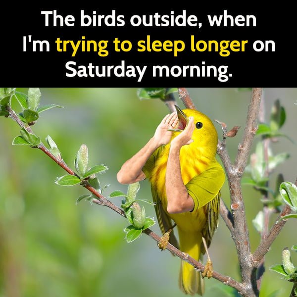 Funny meme The birds outside, when I'm trying to sleep longer on weekends.