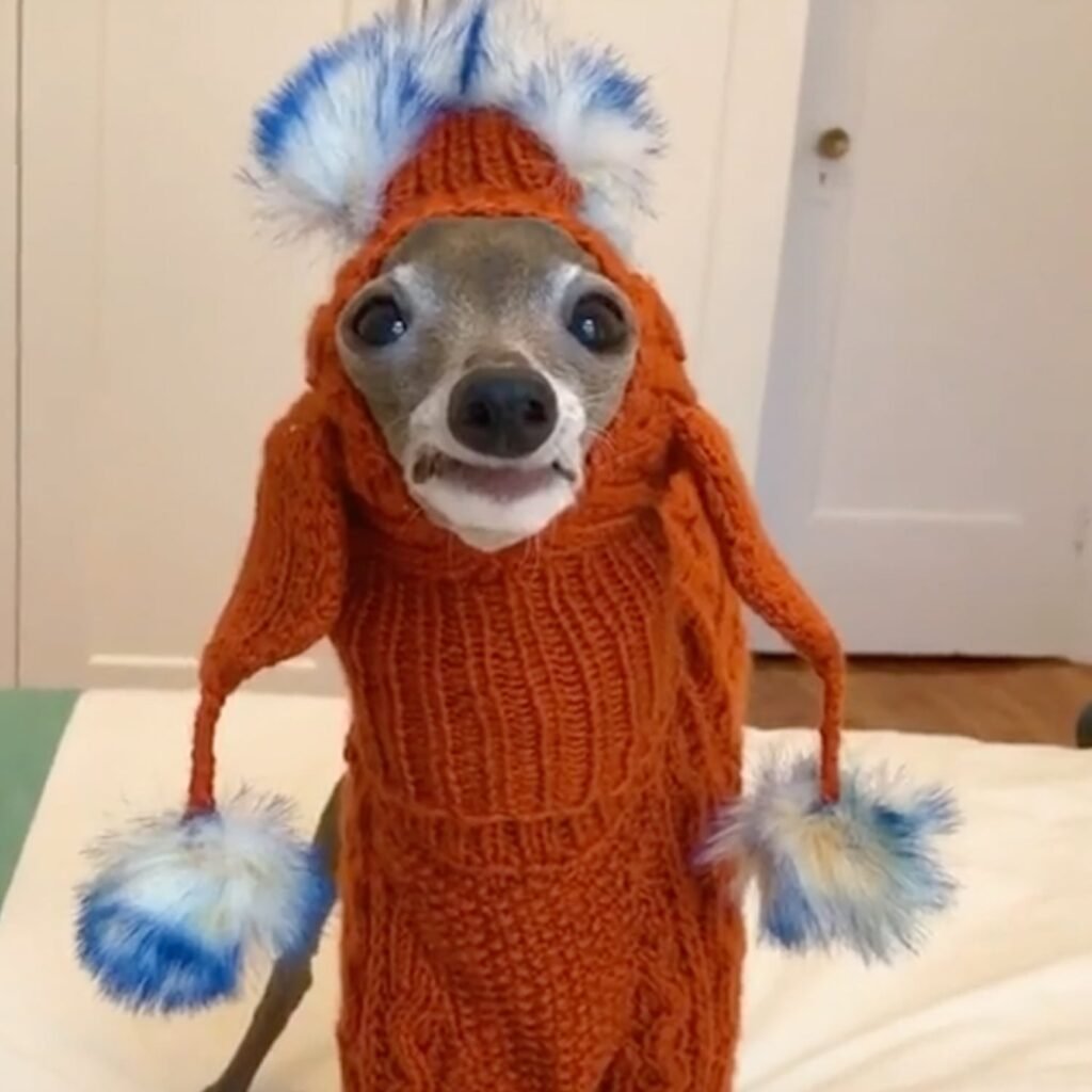 Funny Animals Wearing Knitted Outfits Funny Animals Wearing Knitted Outfits dog